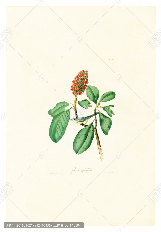 高清歐美鳥類油畫