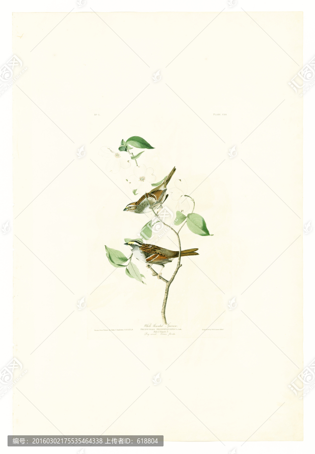 高清歐美鳥類油畫