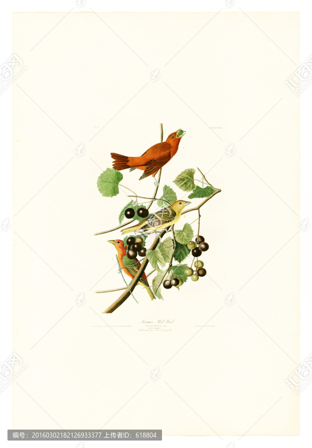 美克美家花鳥(niǎo)油畫(huà),高清品質(zhì)