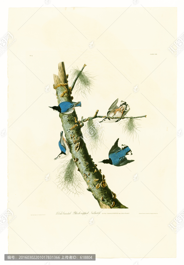 鳥(niǎo)類(lèi)花卉油畫(huà),高清