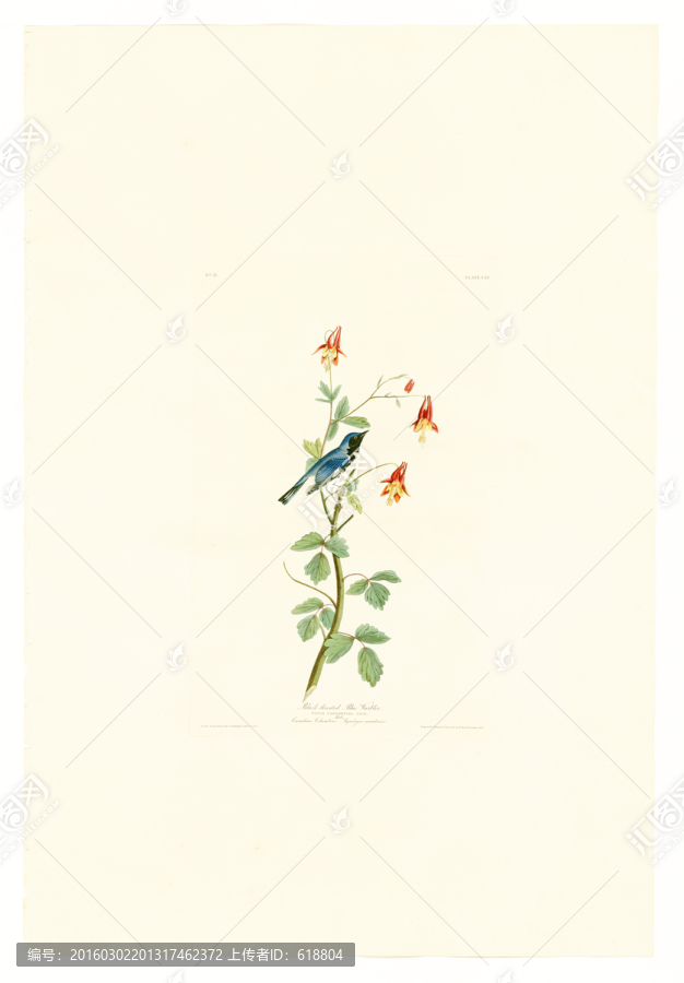 鳥(niǎo)類花卉油畫(huà),高清