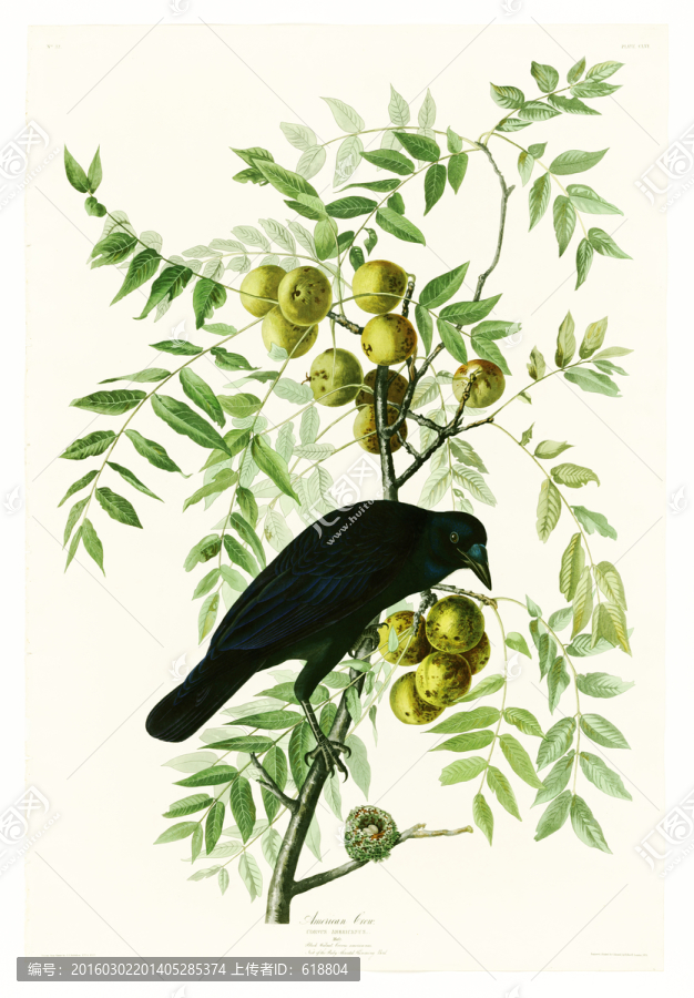鳥類花卉油畫,高清