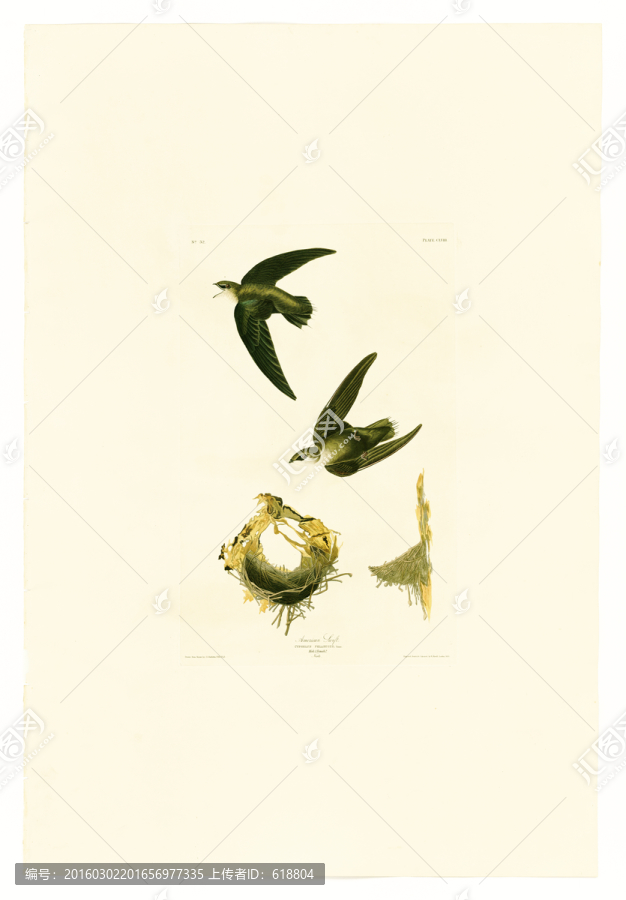小鳥鳥巢繪畫,畫廊品質