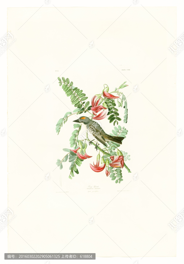 鳥類花卉油畫,畫廊高清品質(zhì)