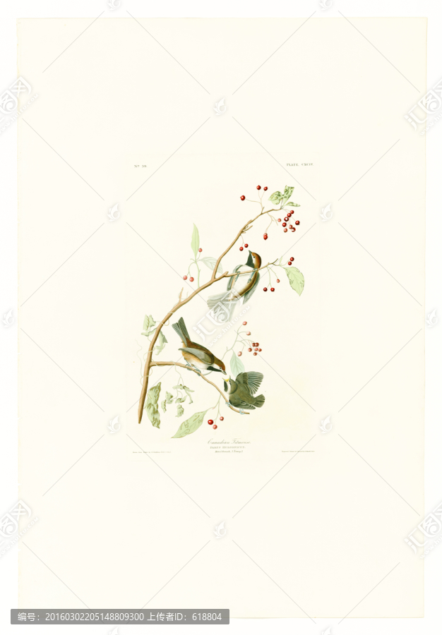 鳥語花香鳥類水彩畫,畫廊高清
