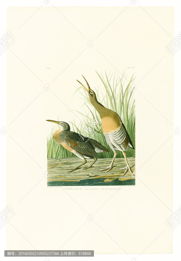 鹭鸶鸟类水彩画,画廊高清品质