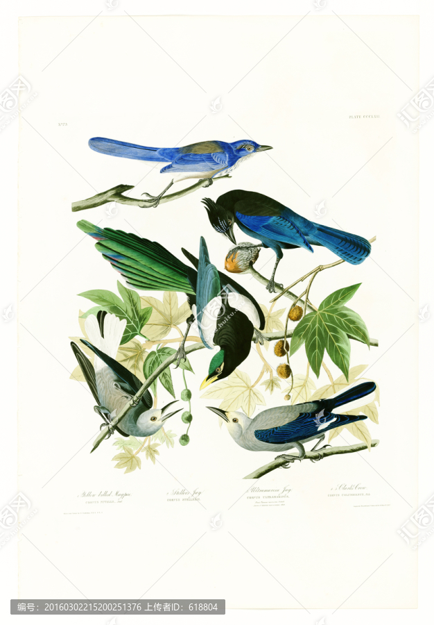 花鳥(niǎo)油畫,高清大圖