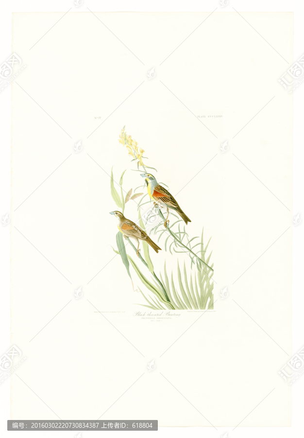 花鳥油畫,高清大圖
