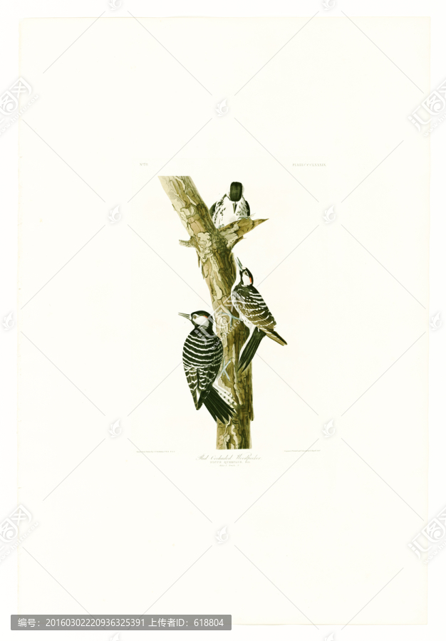 花鳥(niǎo)油畫(huà),高清大圖