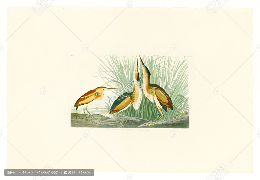 唯美鳥類油畫,高清品質