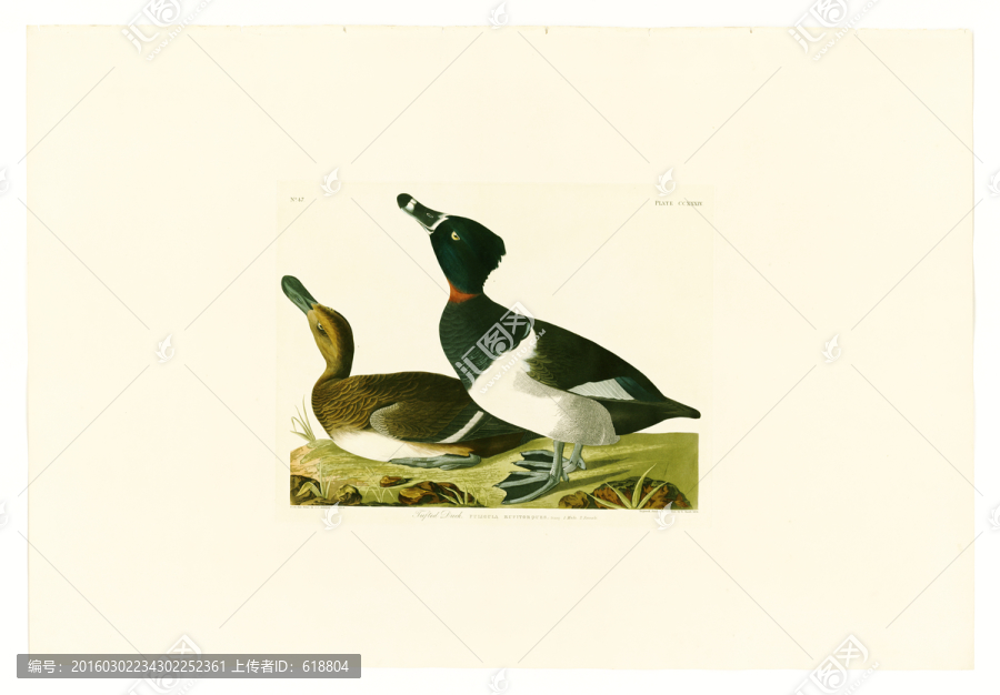 鳥(niǎo)類裝飾畫(huà),畫(huà)廊品質(zhì)