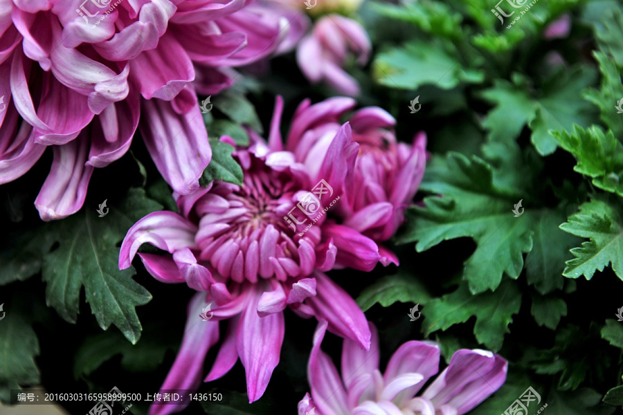 菊花,紫色菊花,,高清菊花
