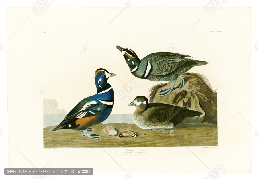 高清鳥(niǎo)類油畫(huà),畫(huà)廊品質(zhì)