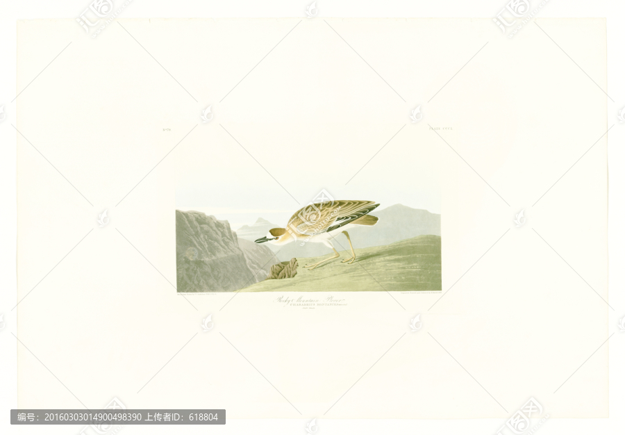 鳥類油畫,高清掃描圖片