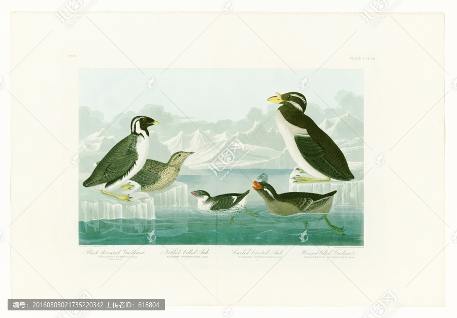 鳥(niǎo)類(lèi)大圖,畫(huà)廊高清品質(zhì)