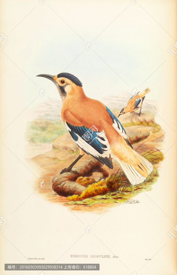 高清花鳥(niǎo)油畫(huà),畫(huà)廊專用