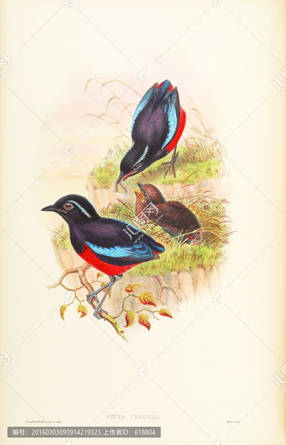 古典花鳥油畫,畫廊品質(zhì)