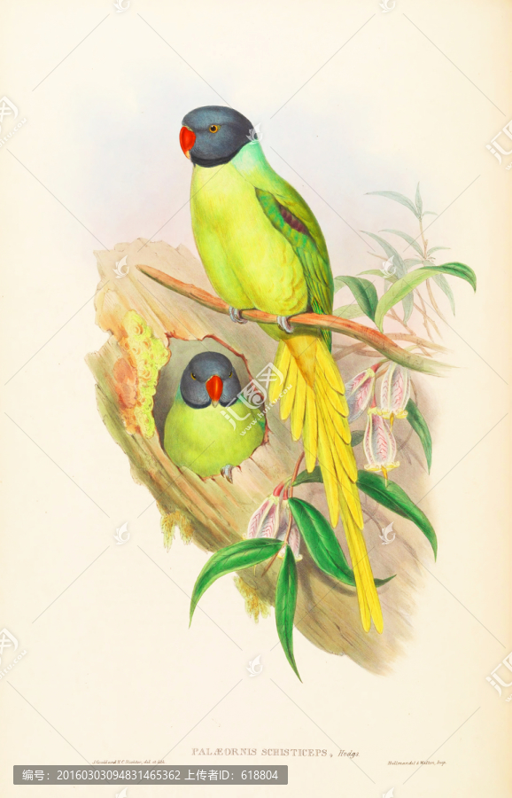 鸚鵡,古典花鳥油畫,畫廊品質