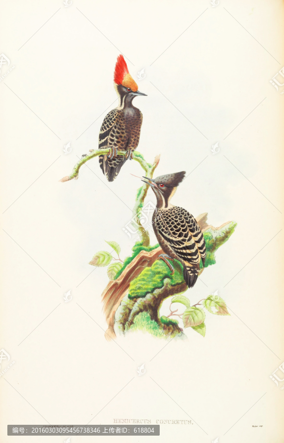 花鳥(niǎo)油畫(huà),畫(huà)廊品質(zhì)