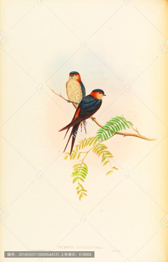 可愛燕子鳥類繪畫,高清品質(zhì)