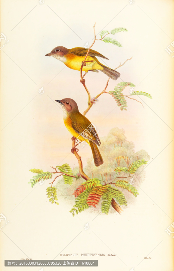 花鳥,畫廊高清品質(zhì)