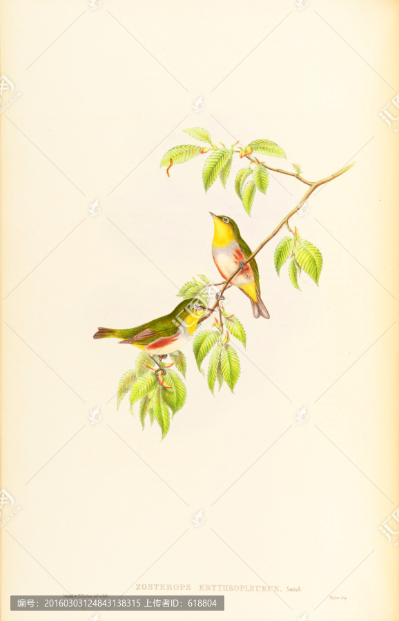 鳥語花香,畫廊高清品質(zhì)