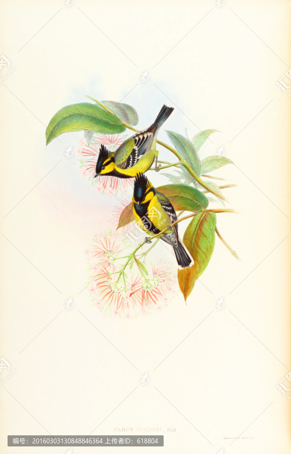 手繪花鳥,畫廊品質(zhì)