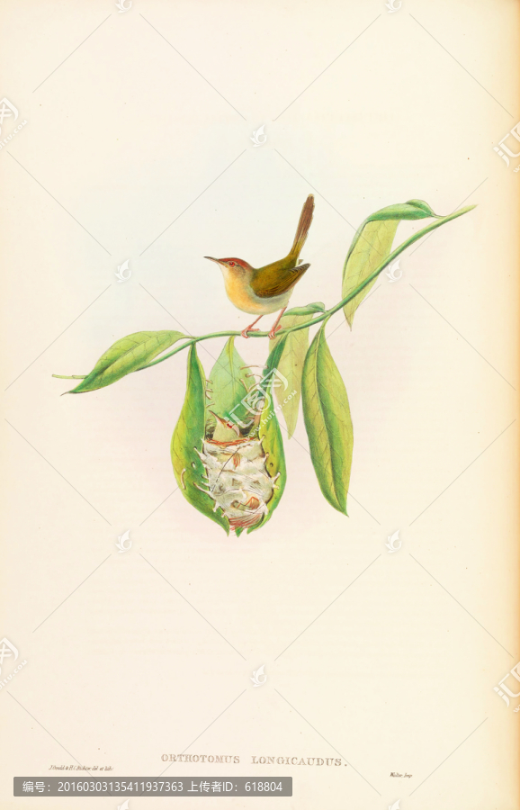 手繪花鳥裝飾畫,畫廊高清品質(zhì)