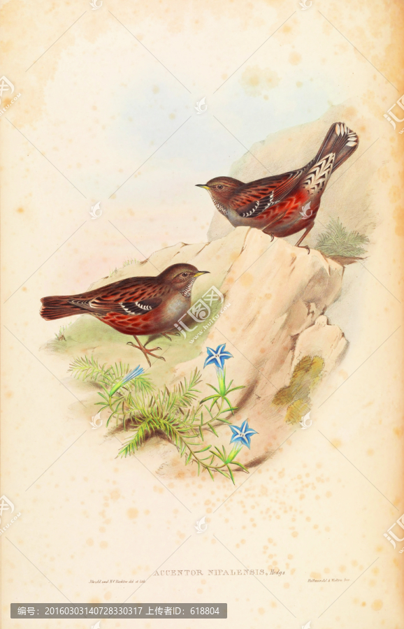 小鳥油畫,畫廊品質(zhì)
