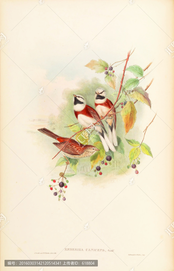 高清花鳥裝飾畫,畫廊品質(zhì)
