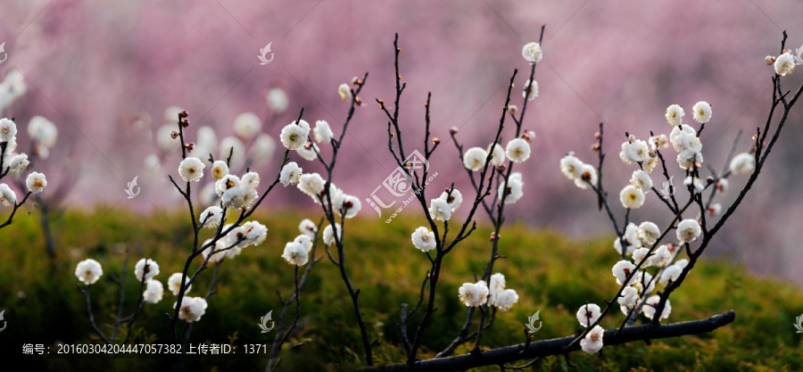 梅花图,梅花,花卉