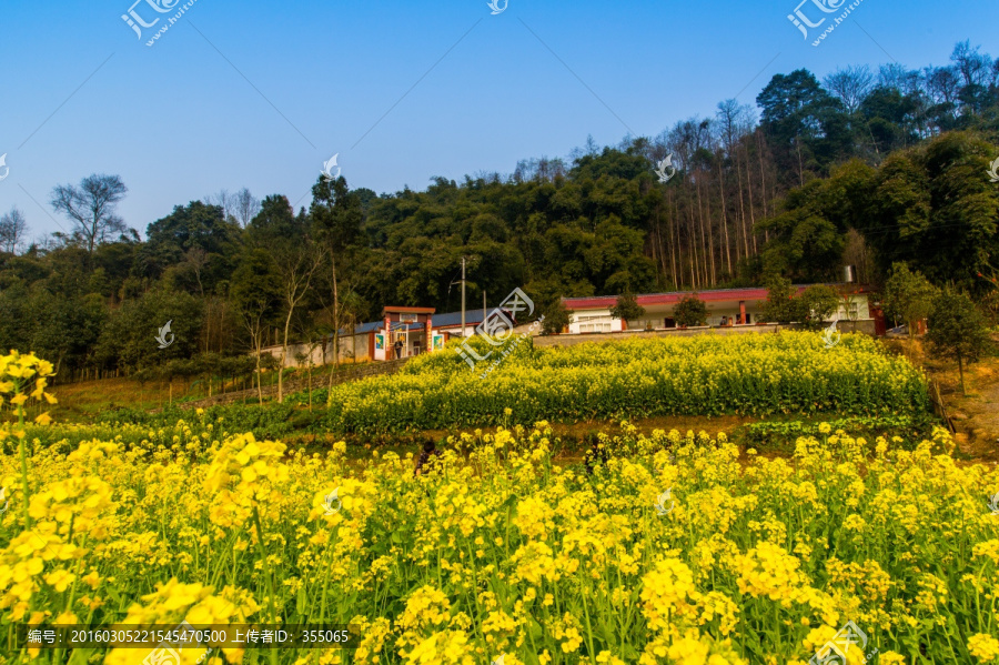 油菜花