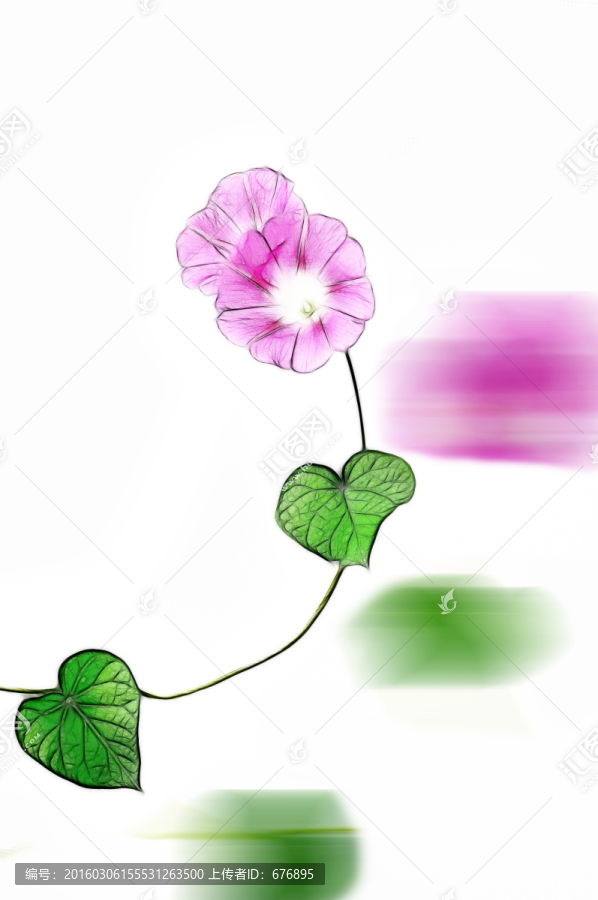 打碗花素材