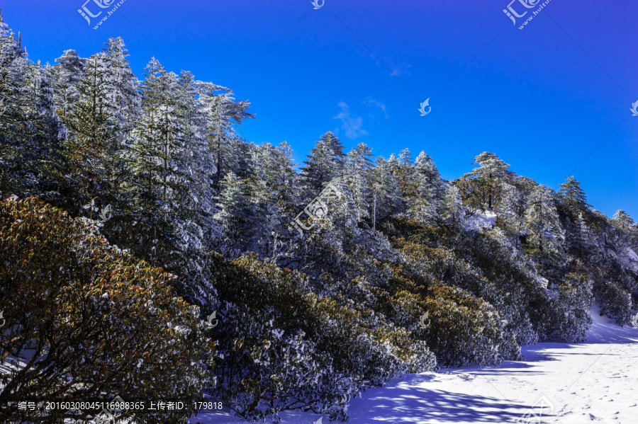 冷杉林,昆明轿子雪山