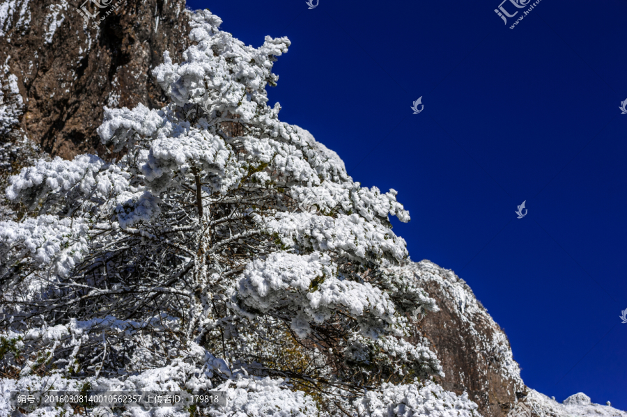 昆明轿子雪山,冷杉