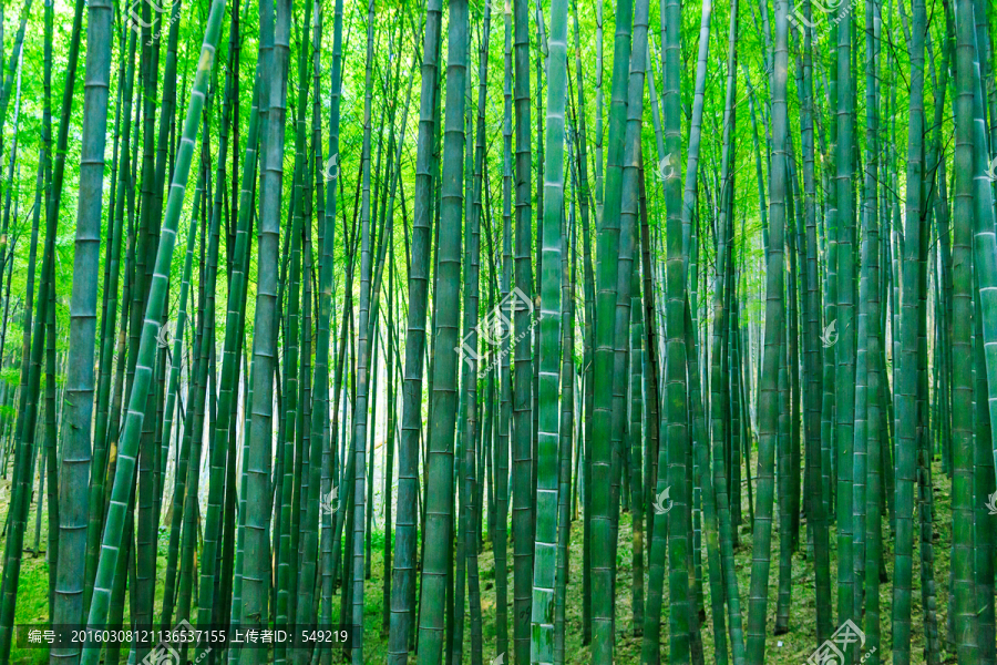 竹叶,竹子,竹林