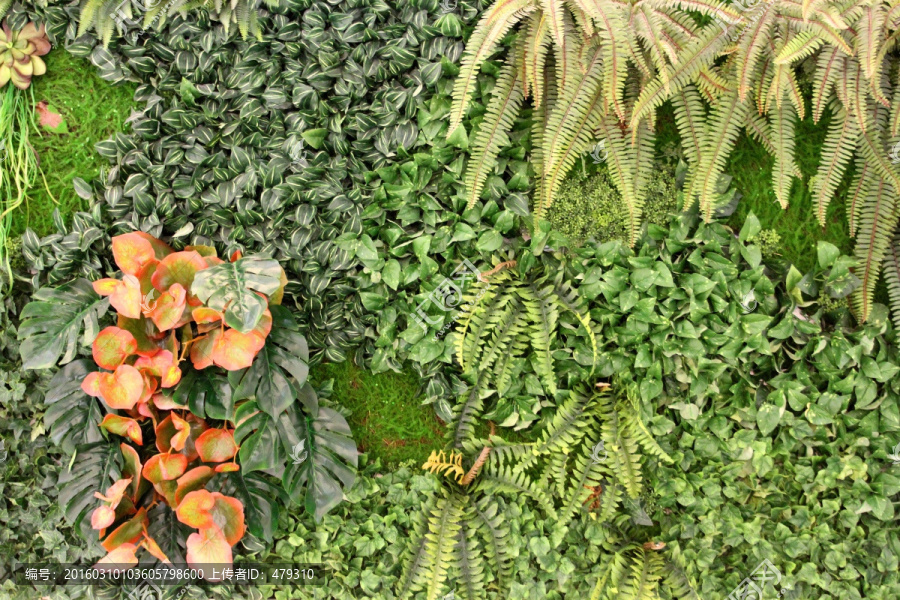 植物墙,绿叶背景,绿化墙,素材