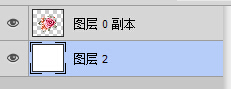 玫瑰,花卉