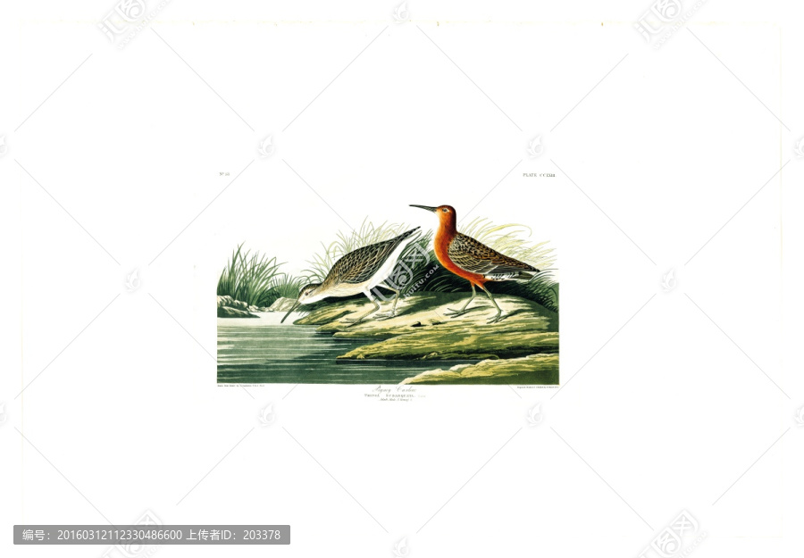 鴨形目禽鳥類油畫,高清品質(zhì)
