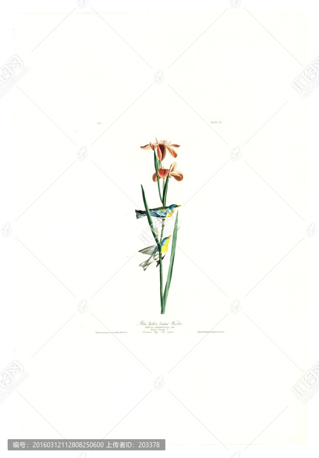 花卉禽鳥類油畫,高清品質(zhì)