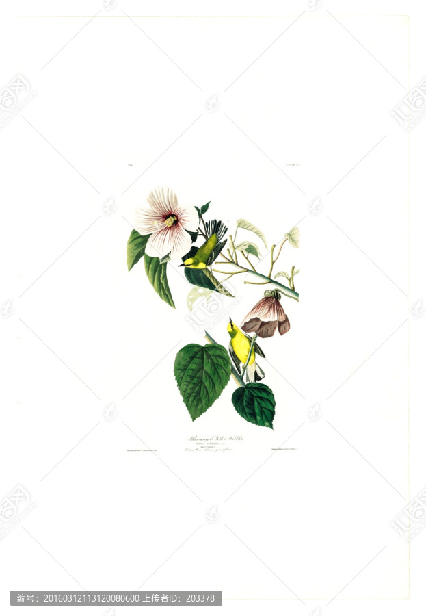 花卉禽鳥類油畫,高清品質(zhì)