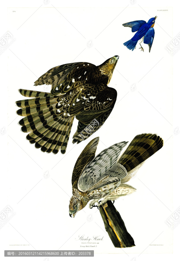 鷹雕猛禽鳥類油畫,高清品質(zhì)