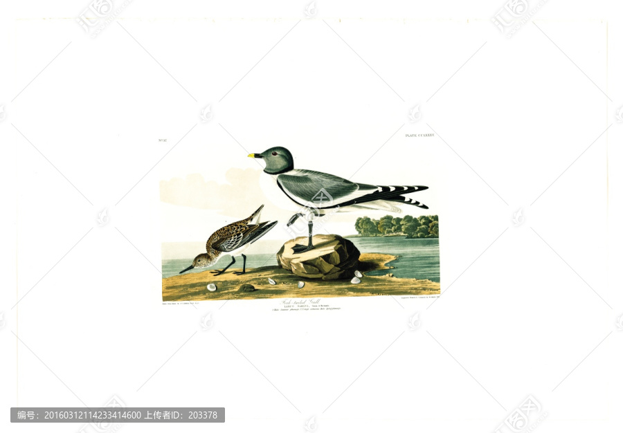 鶴形目禽鳥(niǎo)類油畫,高清品質(zhì)