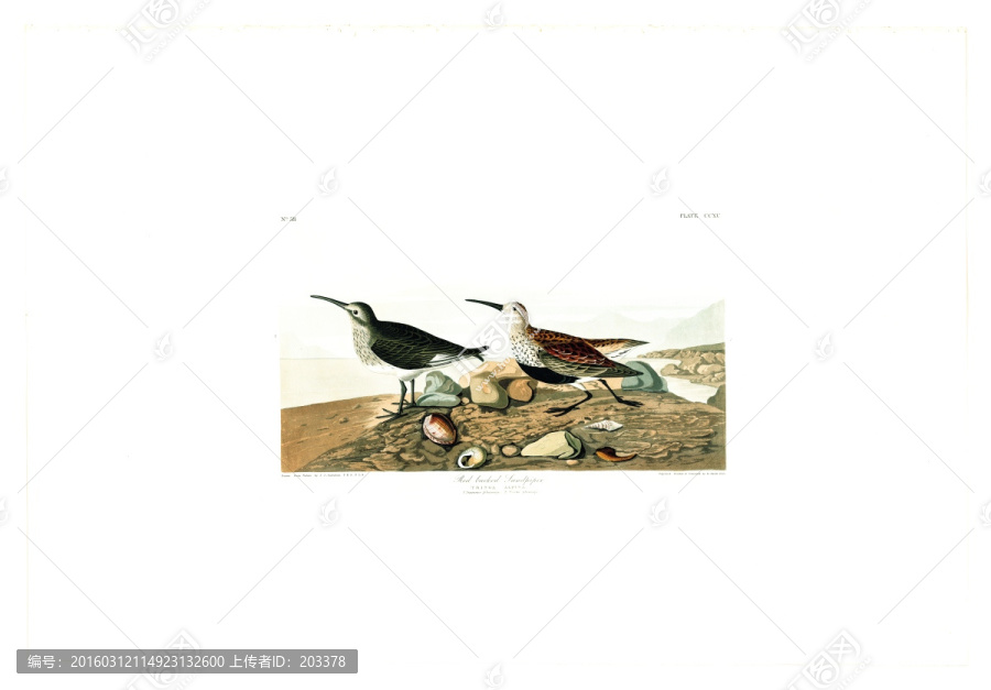 鸛形目禽鳥類油畫,高清品質(zhì)