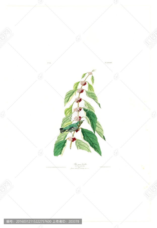 花卉禽鳥類油畫,高清品質