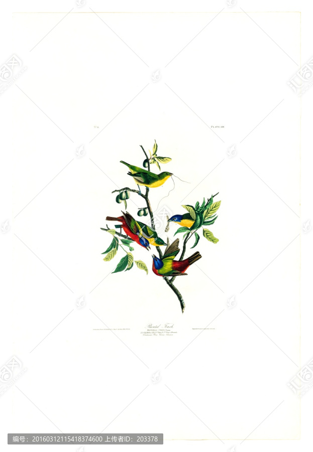 花卉禽鳥(niǎo)類油畫(huà),高清品質(zhì)