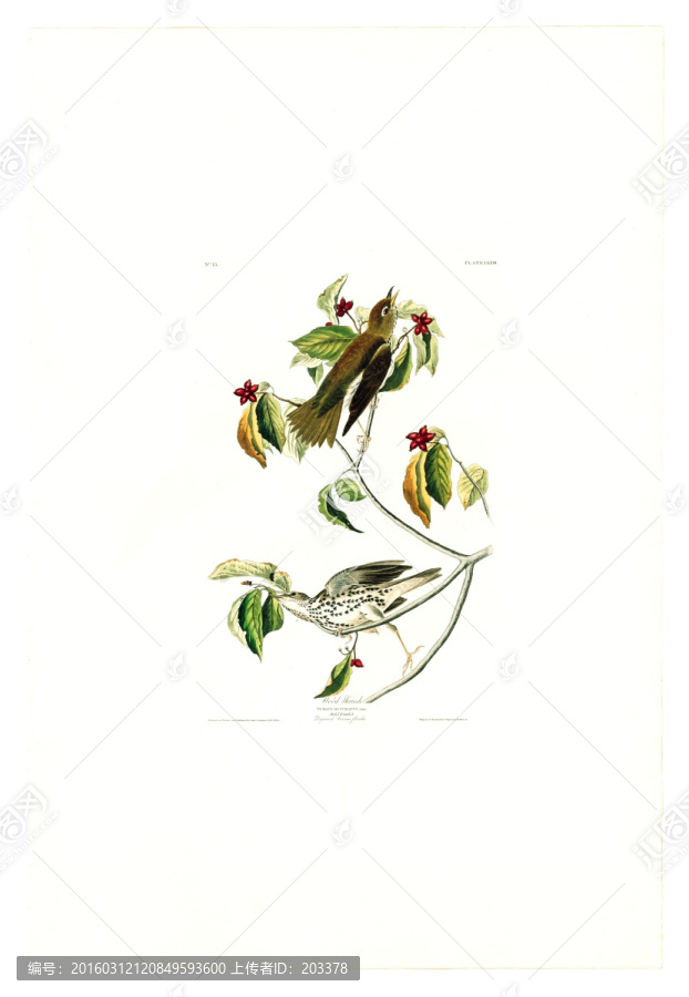 花卉禽鳥類油畫,高清品質(zhì)