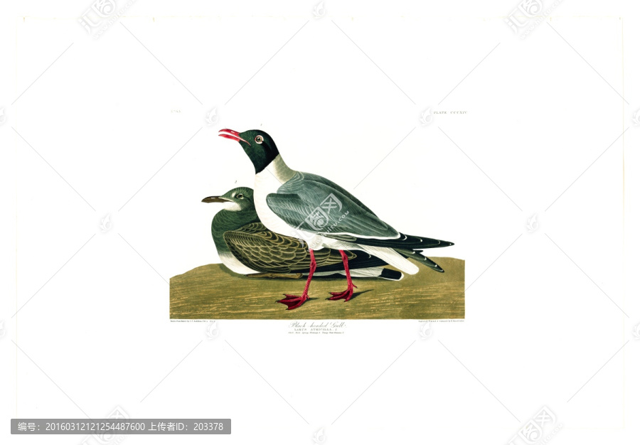 鸭形目禽鸟类油画,高清品质