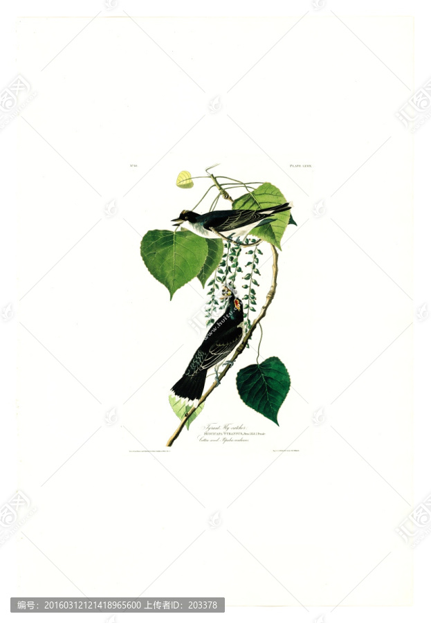 花卉禽鳥類油畫,高清品質(zhì)