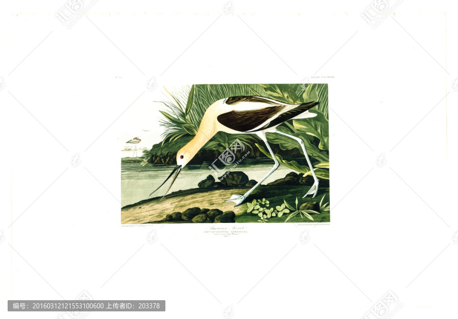 鶴形目秧雞科禽鳥類油畫